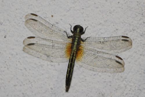 Réf. 273 008 : Erythrodiplax avittata